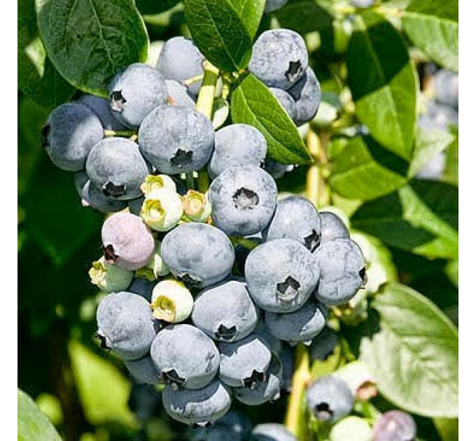 Голубика "Эрлиблю" 5-летняя