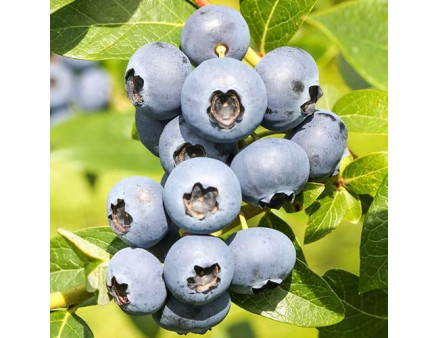 Саженцы голубики сорт "Река" 5-летняя, конт. 25 л