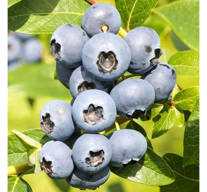 Саженцы голубики сорт "Река" 5-летняя, конт. 25 л