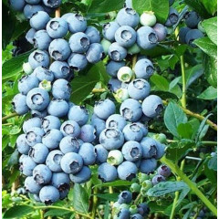 Саженцы голубики сорт Беркли 5 летние, конт. 25 л