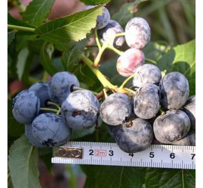 Саженцы голубики сорт Блюкроп 5 летние, конт. 35 л