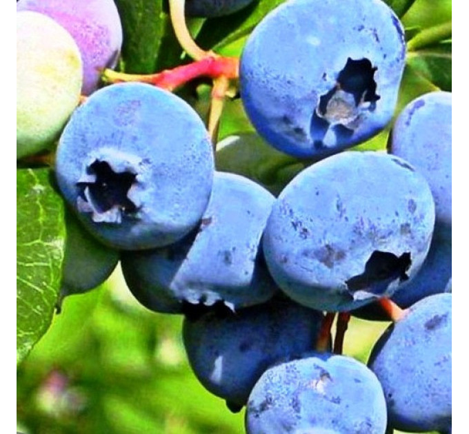 Саженцы голубики сорт Блюкроп 5 летние, конт. 35 л