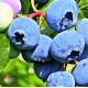 Саженцы голубики сорт Блюкроп 5 летние, конт. 35 л