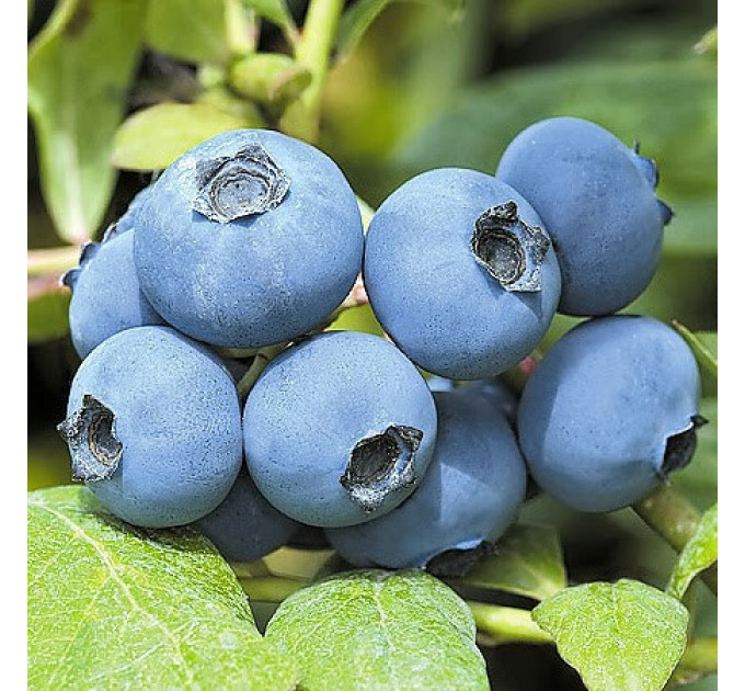 Голубика "Чантиклер", 5-летняя