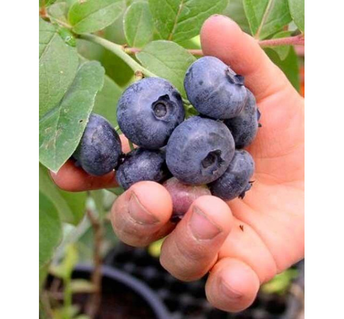 Голубика сорт Ханна Чойс 5 летняя, конт. 25 л
