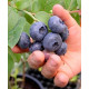 Голубика сорт Ханна Чойс 5 летняя, конт. 25 л