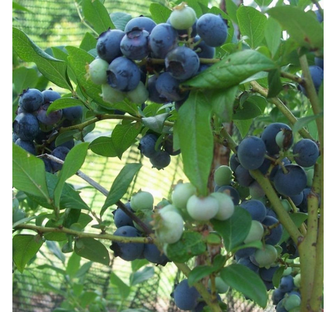 Голубика сорт Ханна Чойс 5 летняя, конт. 25 л