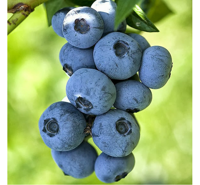 Саженцы голубики Бригитта (Brigitta) 5 летние, конт. 20 л