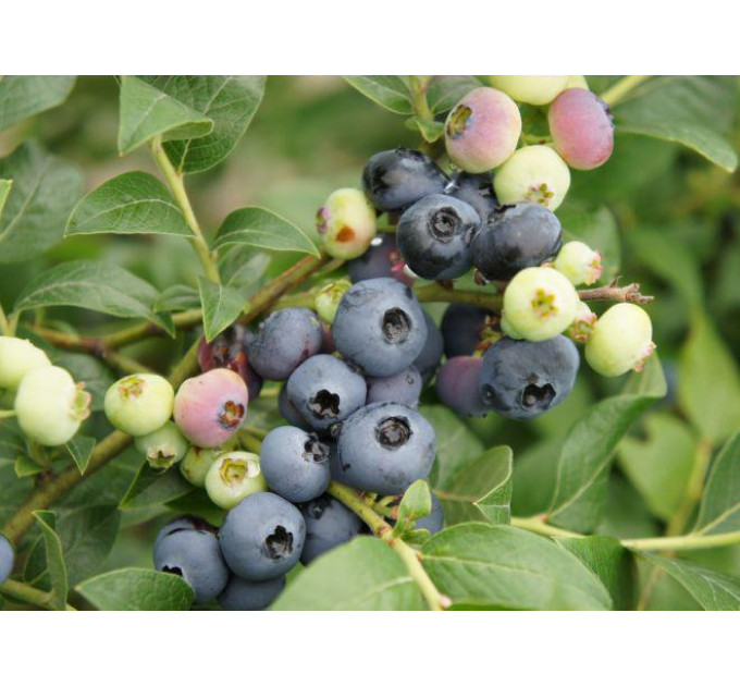 Саженцы голубики сорт "Патриот" 5 летняя, конт. 25 л