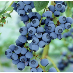 Голубика "Торо" 5-летняя, конт. 20 л