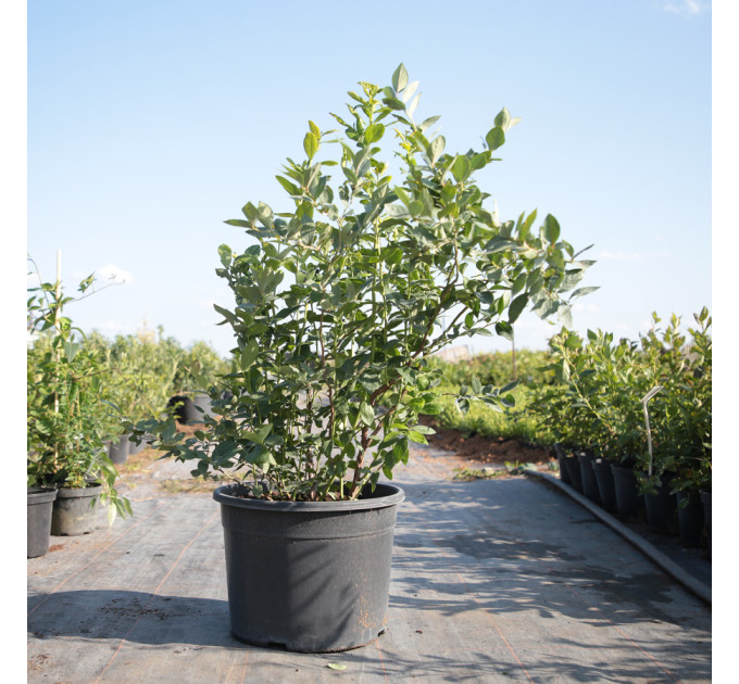 Голубика "Торо" 5-летняя, конт. 20 л