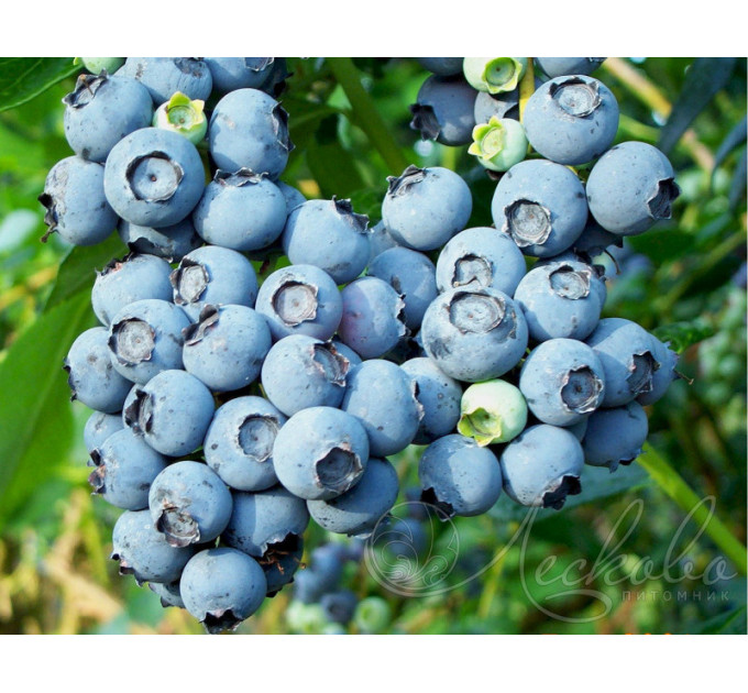 Саженцы голубики Рубель (Rubel) 5-летние в горшке 20 л