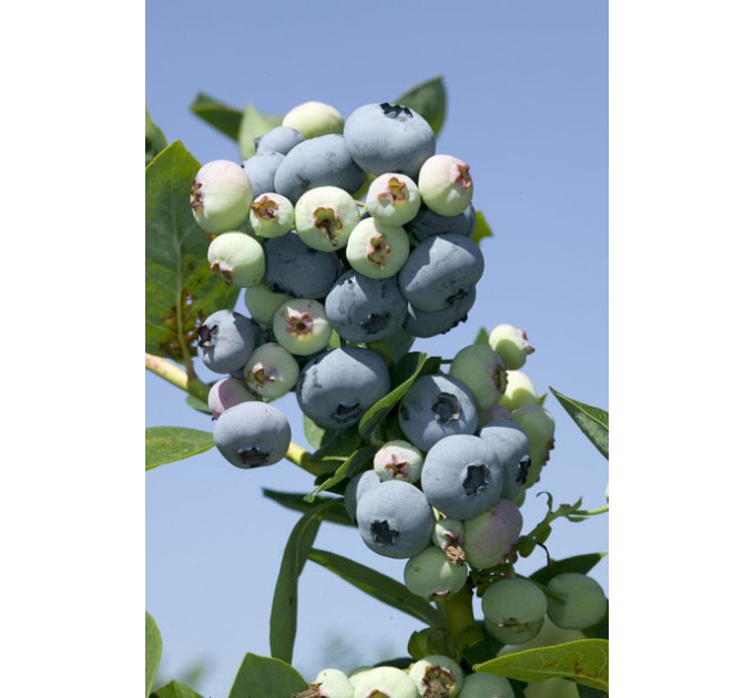 Голубика "Торо" 5-летняя, конт. 20 л