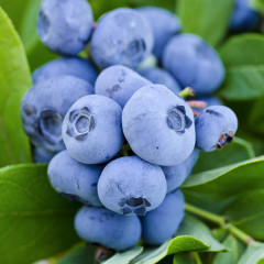 Саженцы голубики сорт Спартан 5 летние, конт. 25 л