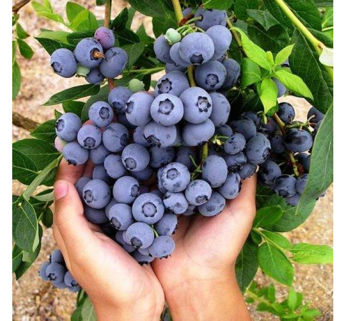 Саджанці лохини сорт Сієрра 5 річні, конт. 25 л