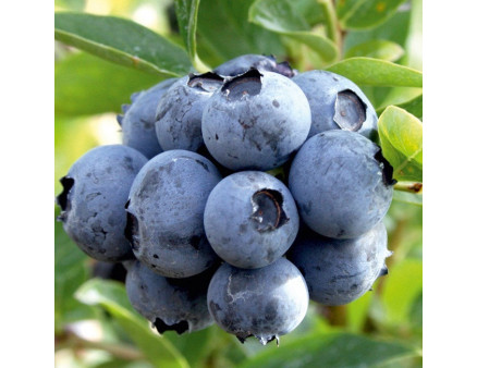 Саженцы голубики сорт "Дюк", 5-летние, конт. 25 л