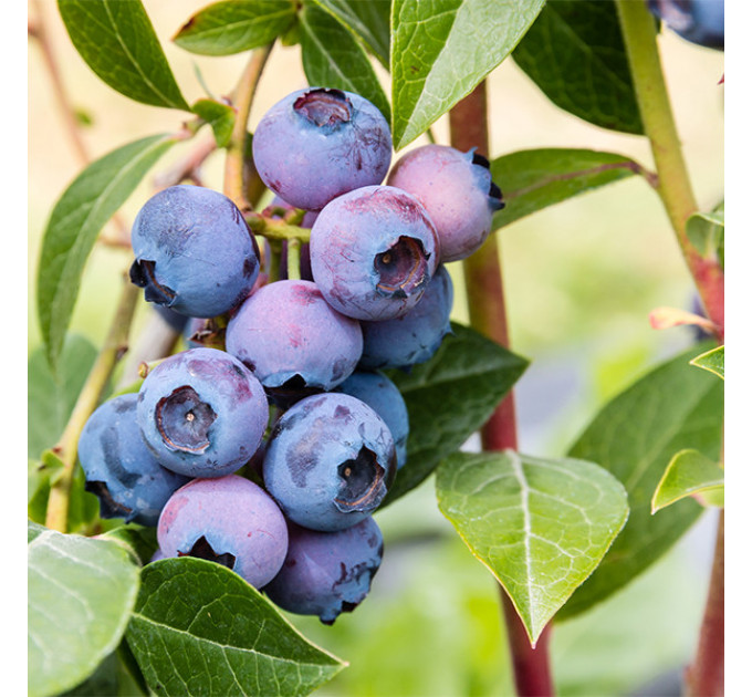 Саженцы голубики Блюголд (Bluegold) 5 летние, конт. 25 л