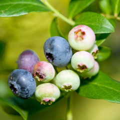 Саженцы голубики Блюголд (Bluegold) 5 летние, конт. 25 л