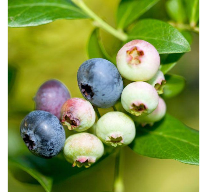 Саженцы голубики Блюголд (Bluegold) 5 летние, конт. 25 л