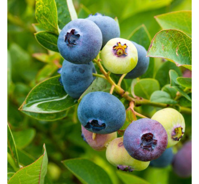 Саженцы голубики Блюголд (Bluegold) 5 летние, конт. 25 л