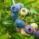 Саженцы голубики Блюголд (Bluegold) 5 летние, конт. 25 л