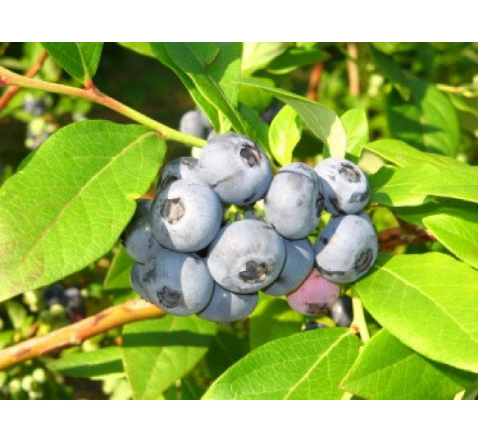 Саженцы голубики сорт "Денис Блу" 5-летняя, конт. 20 л