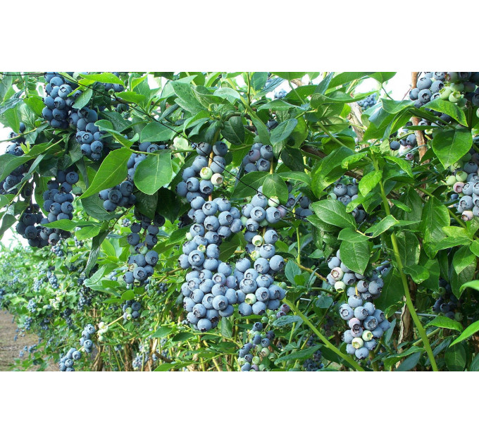 Голубика "Рубел" 5-летняя