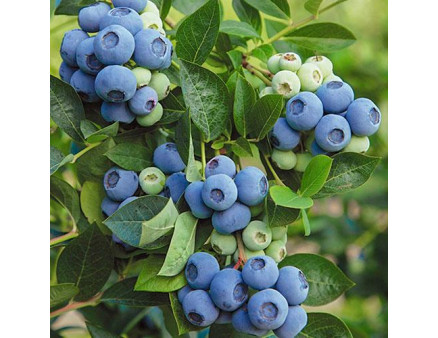 Саженцы голубики сорт "Денис Блу" 5-летняя, конт. 20 л