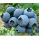Голубика "Рубел" 5-летняя