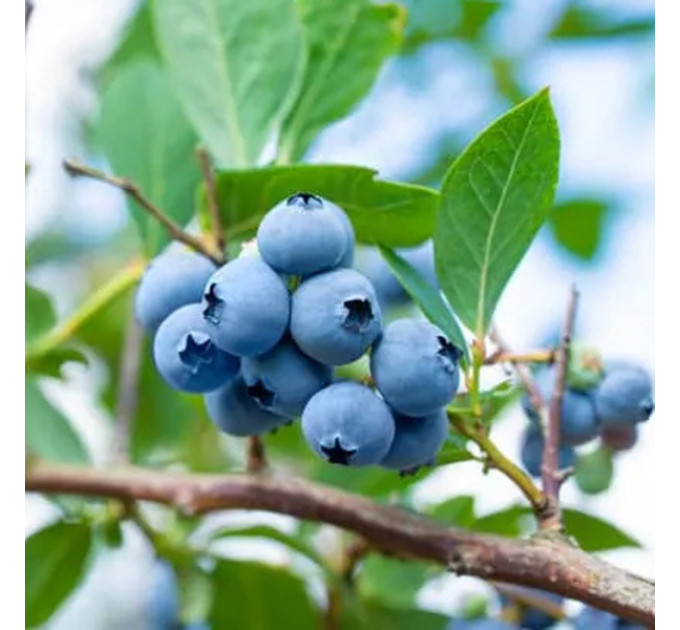 Голубика "Блюкроп" 5-летняя, конт. 25 л