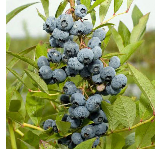 Голубика "Рубел" 5-летняя