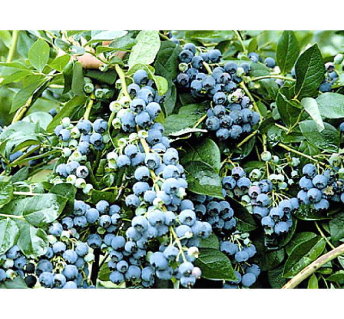 Саженцы голубики Чандлер, 5-летняя в горшке h-120-150см. куст.,3-5 побегов