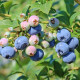 Саженцы голубики сорт "Нельсон" 5-летняя, конт. 25 л
