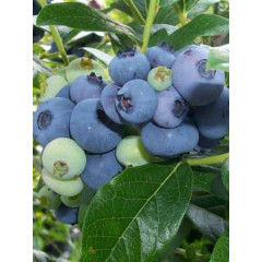 Голубика Патриот (Patriot) 5-летняя в горшке h-120-150см. куст.,3-5 побегов