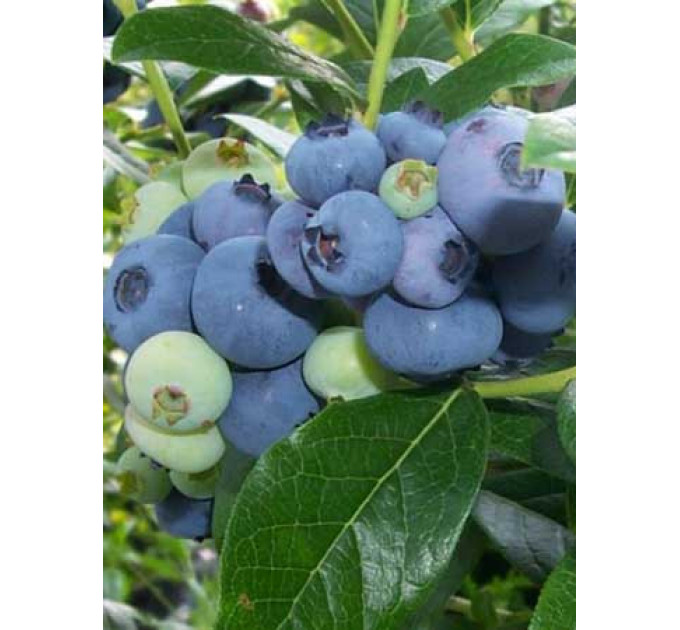 Голубика Патриот (Patriot) 5-летняя в горшке h-120-150см. куст.,3-5 побегов