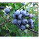 Голубика "Торо" 5-летняя, конт. 25 л