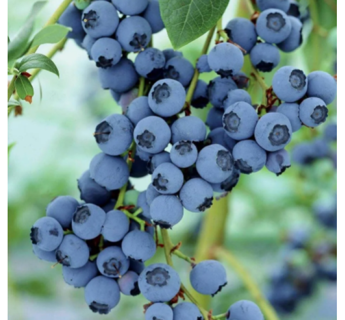 Голубика "Торо" 5-летняя, конт. 25 л