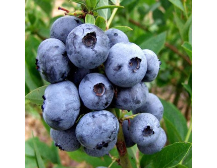 Саженцы голубики сорт Чандлер 5 летняя, конт. 25 л