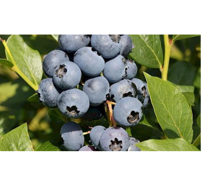 Саженцы голубики сорт Чандлер 5 летняя, конт. 25 л