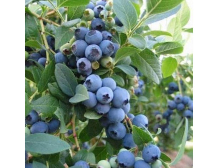 Саженцы голубики Эллиот 5 летняя, конт. 25 л