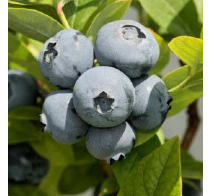 Саженцы голубики Бонус (Bonus) 5 летние, конт. 25 л