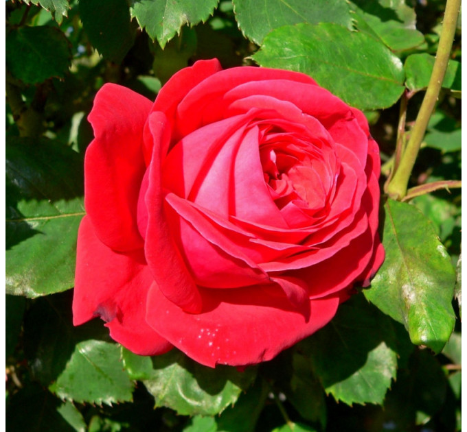 Саженцы роз сорт Dame de Coeur (Дам де Кёр)