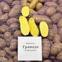 Семенной картофель Гранада, 90–110 дней 2 репродукция