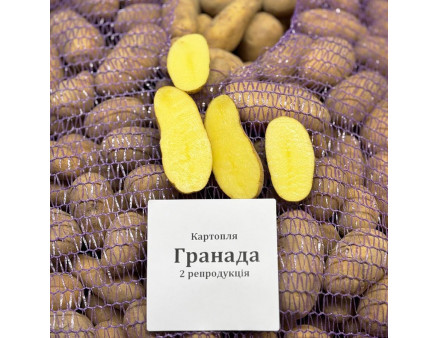 Семенной картофель Гранада, 90–110 дней 2 репродукция