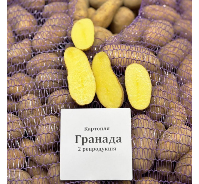 Семенной картофель Гранада, 90–110 дней 2 репродукция