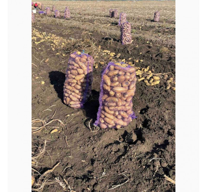 Семенной картофель Гранада, 90–110 дней 2 репродукция