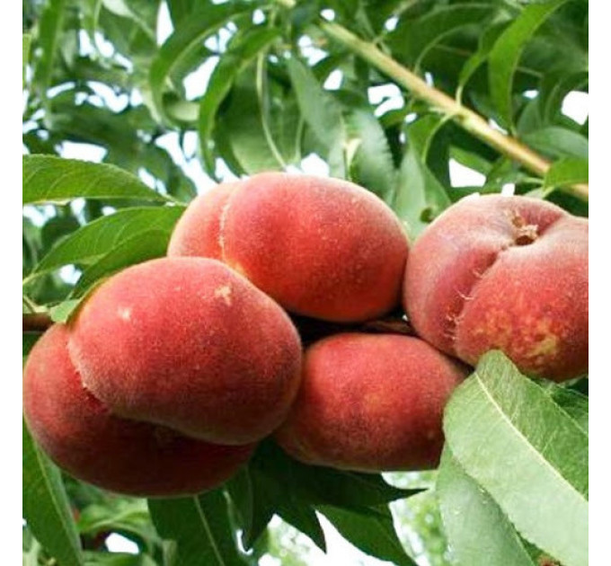 Персик інжирний сорт Юла, підщепа мигдаль