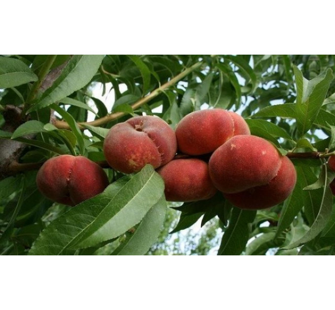 Персик інжирний сорт Юла, підщепа мигдаль