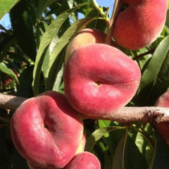 Персик інжирний сорт Юла, підщепа мигдаль