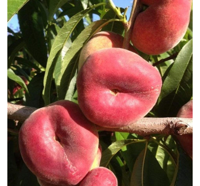 Персик інжирний сорт Юла, підщепа мигдаль